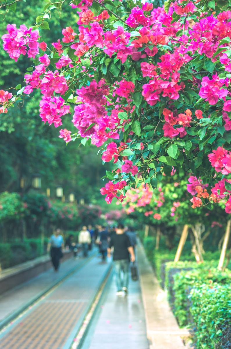 深圳，深圳.jpg